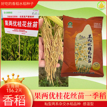 果两优桂花丝苗香稻一季稻水稻中朗种业优质稻抗倒伏高产量米质优