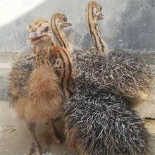 鸵鸟幼苗一对公母活苗幼崽幼仔活物非洲驼鸟成年澳洲鸸鹋价格活体