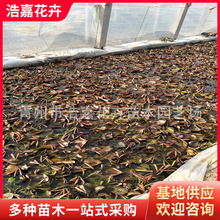 ˮ��ֲ��ݻ����ܻ��� ˮ��˯ɏֲ��    Ʒ�N��    �r��