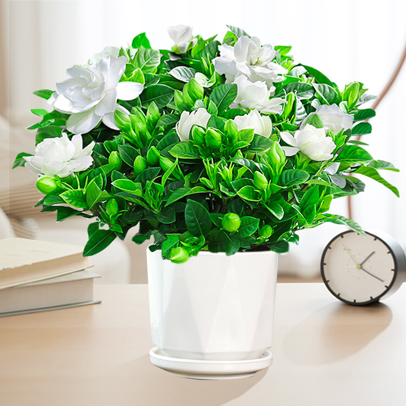 【새싹 있음】160#대형 치자나무(각형 세라믹 화분) + 영양액