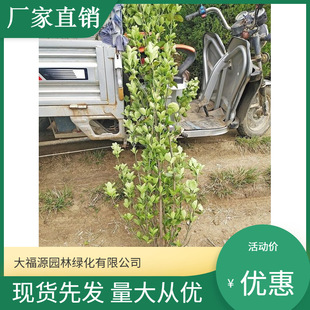 [���������l��]  ���~�S��  �G����  Ҏ���Rȫ  �r�񃞻�