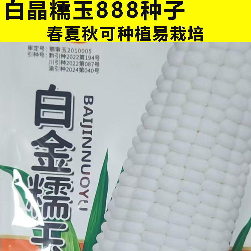 White Glutinous Corn Seed White Glutinous Corn Seed Fruit Corn Seed Fragrant Glutinous Soft Winter High-yield Corn Complete Set