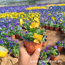 �������簙߅��С��ɫ��  �ͺ�ͥԺ���@����ֲ���̨���Ի����쾰