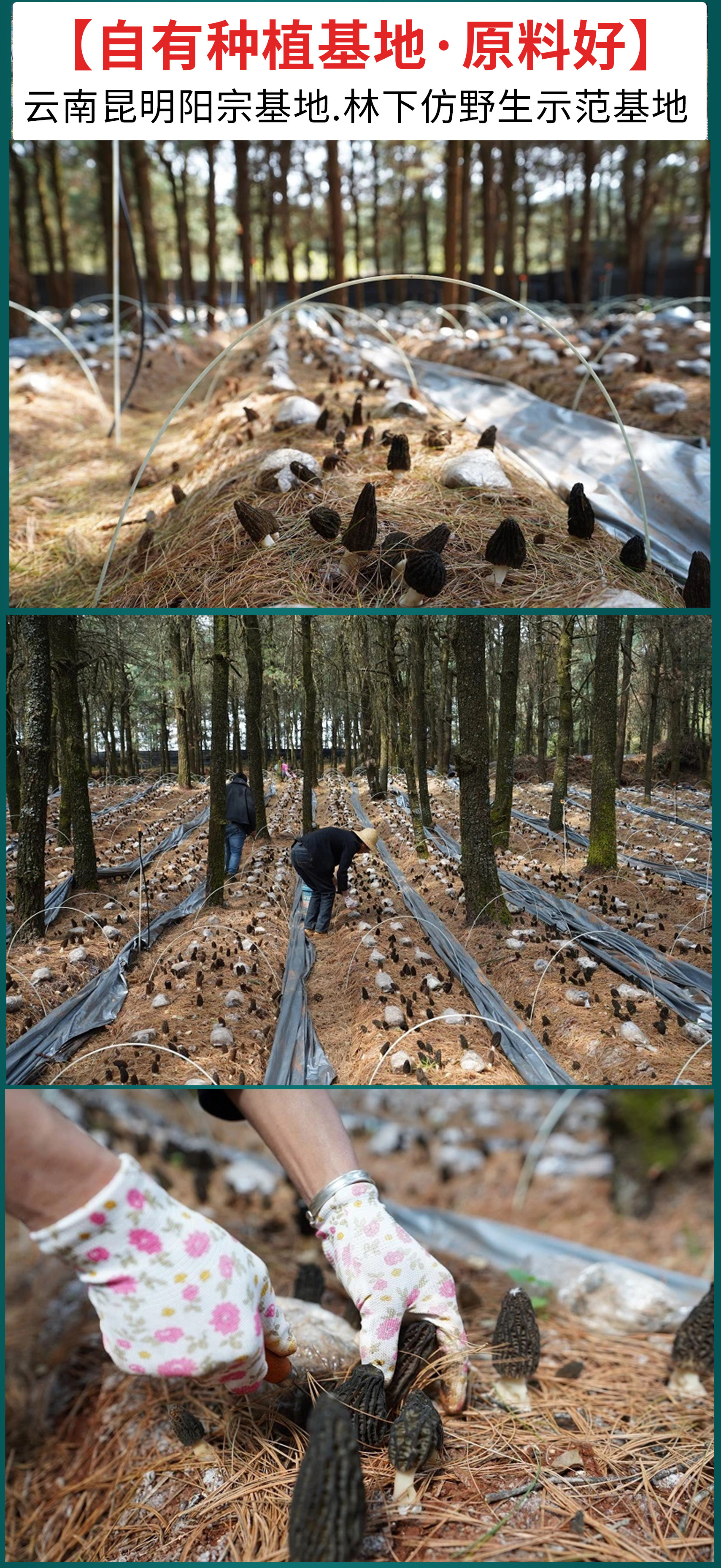 菌汤包详情页2_01