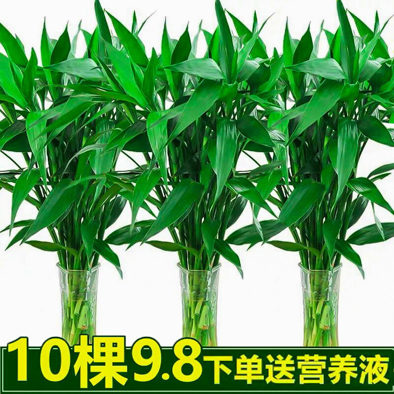 Rich Bamboo Hydroponic Indoor Plant Water-Cultured Flower Green Plant Potted Transfer Bamboo with Roots Living Room Flowers Straight Large Leaf Bamboo