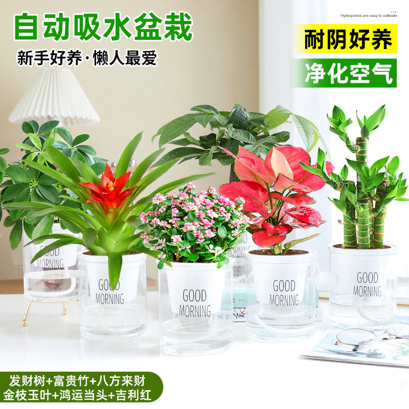 [6 화분 행운 조합] 돈나무 + 행운의 대나무 + 사방에서 오는 부 + 금가지와 옥잎 + 행운 + 상서로운 빨간색