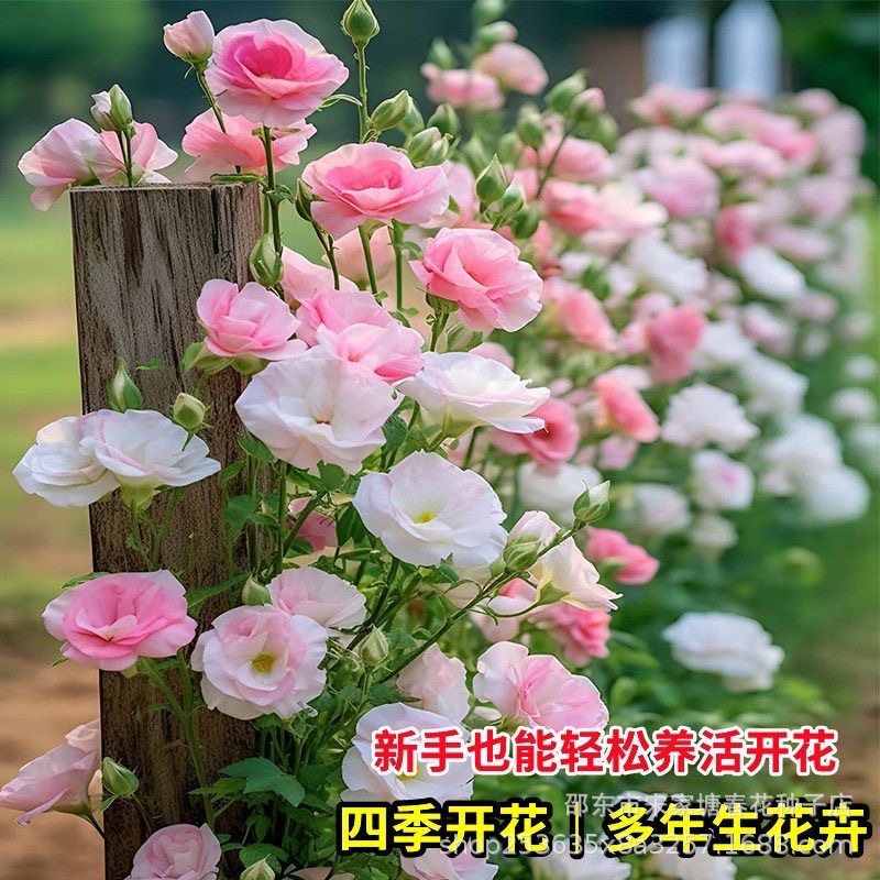 新品洋桔梗花种子四季播种易成活开花室内室外盆栽地栽玫瑰花种籽