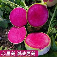 心里美萝卜西瓜萝卜新鲜绿皮满堂红心萝卜阳台四季盆栽绿植蔬菜。