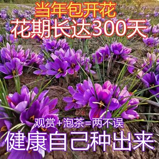 �ؼt���N��N�ӷNֲ�緬�t�����ܶ������t����������Բ�����