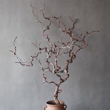 ��Ʒ����֦��Ȼ������֦��ʽ��ˇ�쾰�廨�b�L�ɿ͏d���֦