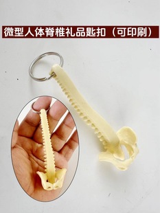 Human spine key chain spine key chain spine bone decoration spine jewelry Xili strange toy