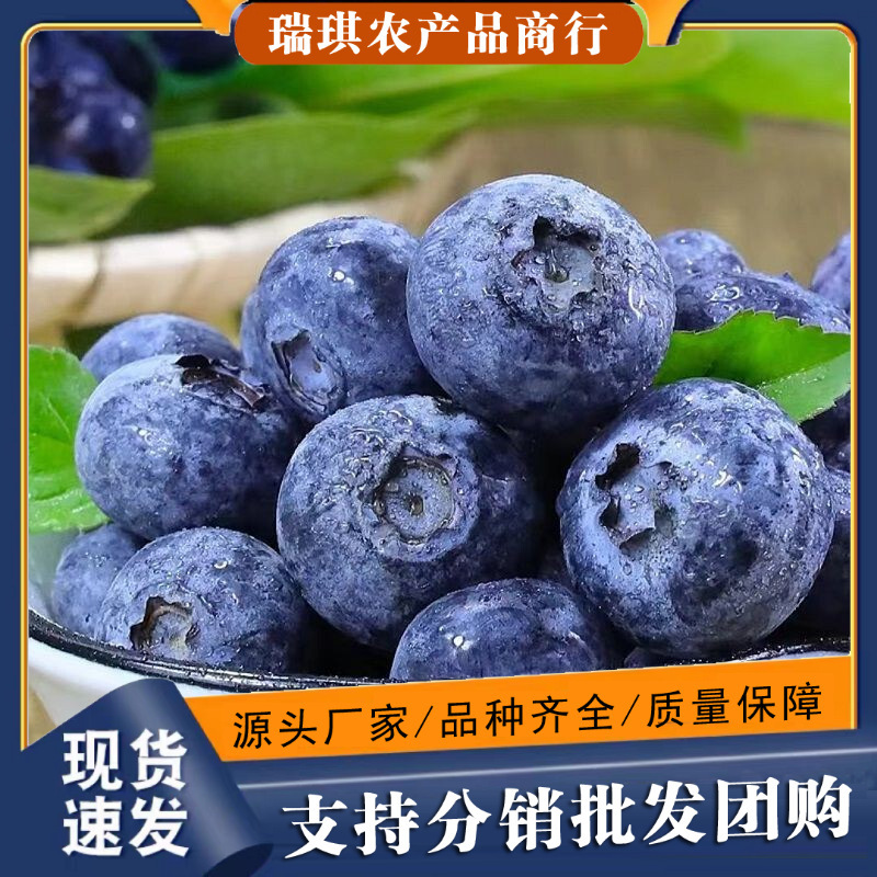 Shandong Blueberries Fresh Fruit Seasonal Fruit 125g Free Shipping Via Sf Express Seasonal Blueberries One Piece Dropshipping First Class Shandong Blueberries Fresh Fruit Seasonal Fruit 125g Free Shipping Via Sf Express Seasonal Blueberries One Piece Dropshipping First Class