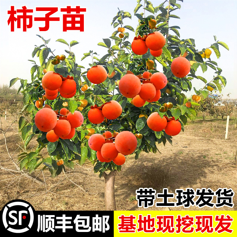 甜脆奶油苹果水果柿子苗树嫁接柿子树果树果苗当年结果南方北特大