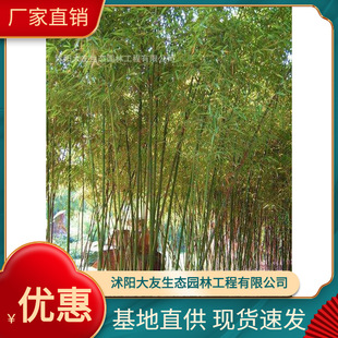 Base Wholesale Self-Produced Yellow Trough Bamboo Seedlings Scenic Spot Landscaping Road Garden Project Greening Seedlings