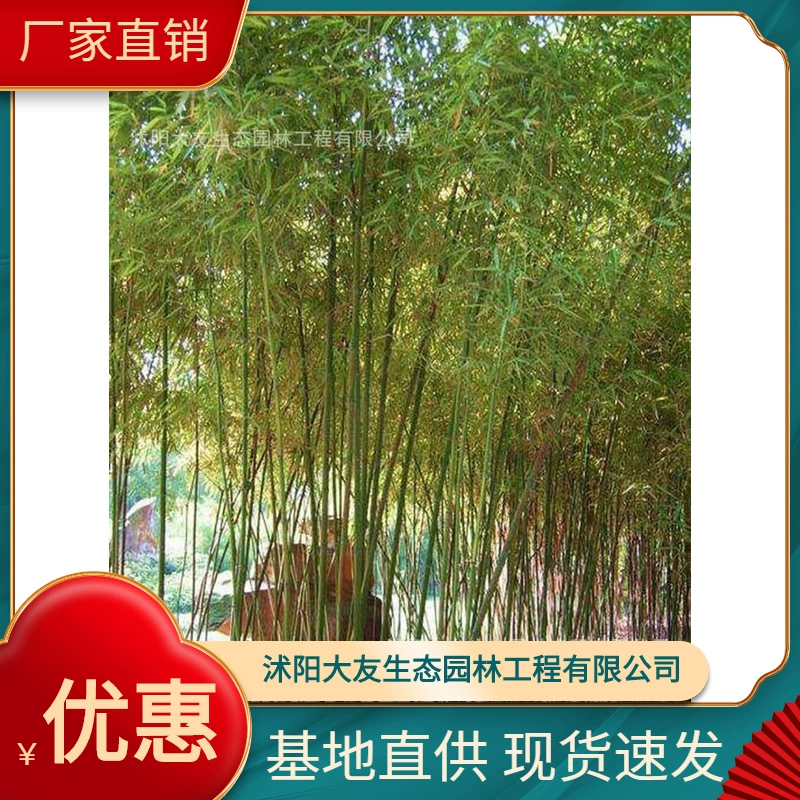 База Оптовая Продажа Самодельный желтый слот Бамбуковая рассада Живописный район Ландшафтный дизайн Дорога Сад Инженерное озеленение Рассада