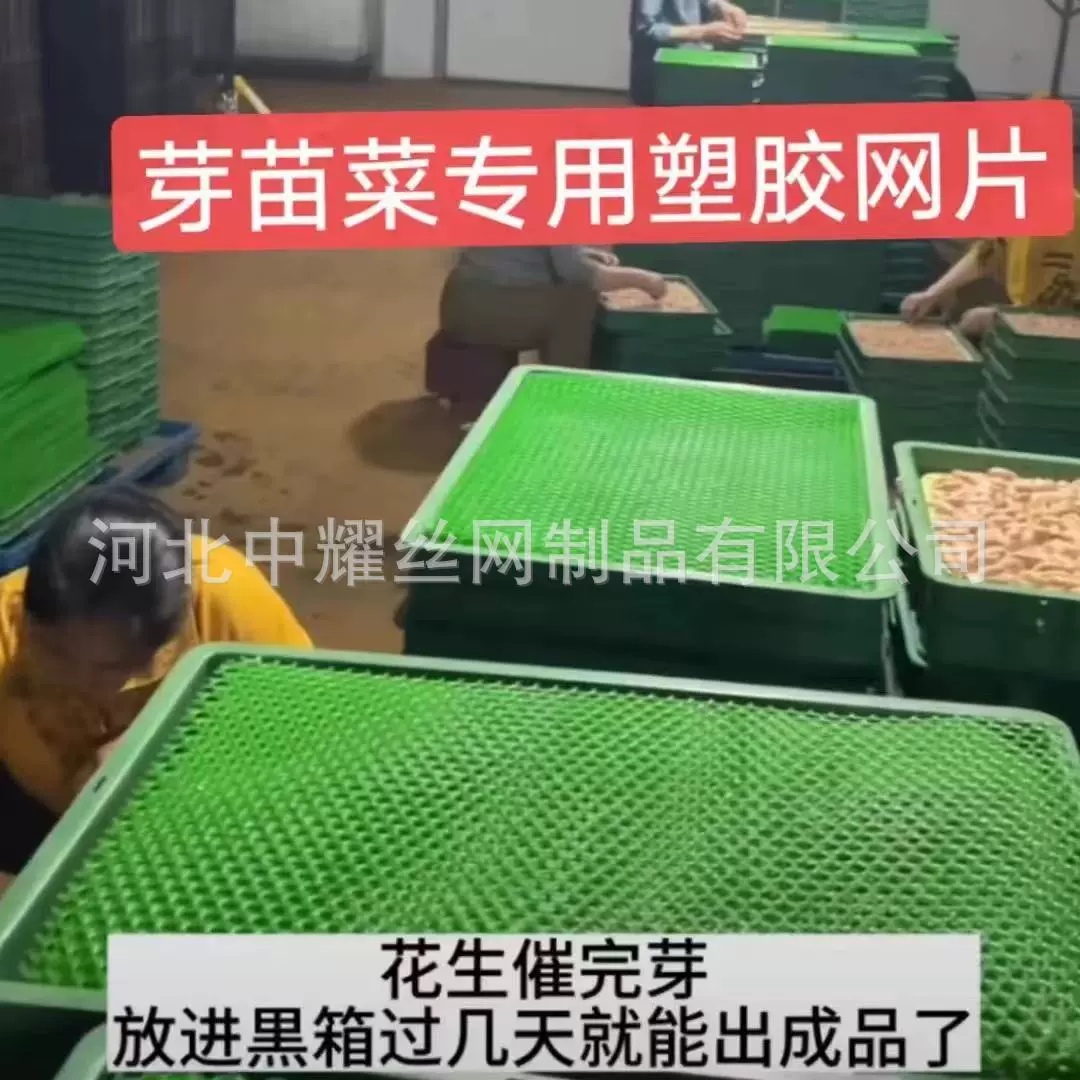 芽苗菜专用花生芽育苗网格水培绿色方形家用催芽速成网片塑胶网