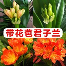 君子兰盆栽老苗带花苞四季好养多肉花卉绿植物室内花