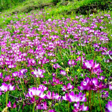 紫雲英種子果園綠肥草籽紫雲英紅花草蜜源植物紫花苜蓿紫花苕牧草