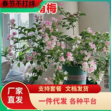 һ�����l����÷���Ԏ������l؛�G���h֦��������÷���Ϙ����ٻ���
