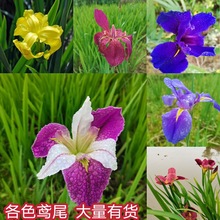 �Sβ���糣�G�Sβ���ֲ���S����ˮ��ֲ����ˮ���Թ��̾G��ֲ��