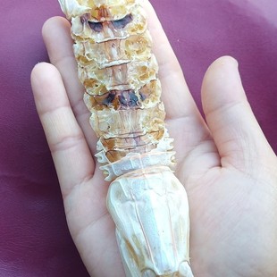 ��O�������r�����r�Ÿ�ƤƤ�r�r�ø��r���L����Ȼ��ζ�خa