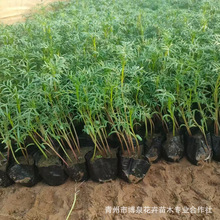 波斯菊苗盆栽地栽基地生产宿根花卉室内外阳台耐寒热菊花苗