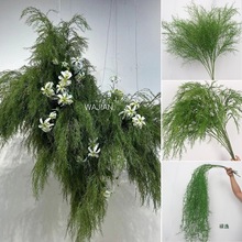 ��c�Gֲ����횲��L֦��ѿ�ٻ��׾Gɭϵ��c�b����廨·��