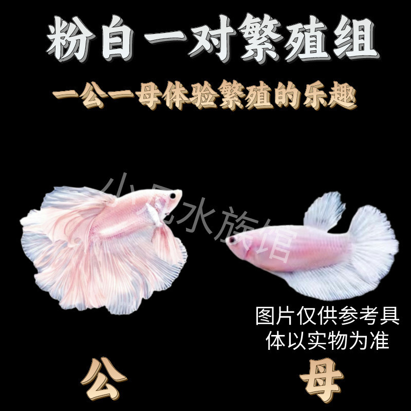 泰国斗鱼仙女款纯白半月超美网红小型淡水热带冷水观赏鱼好养耐活|undefined