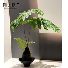 �҃�ϲ�ާ�ֲ�����Խ�z�t������ëާ�U������Gֲˮ���辰