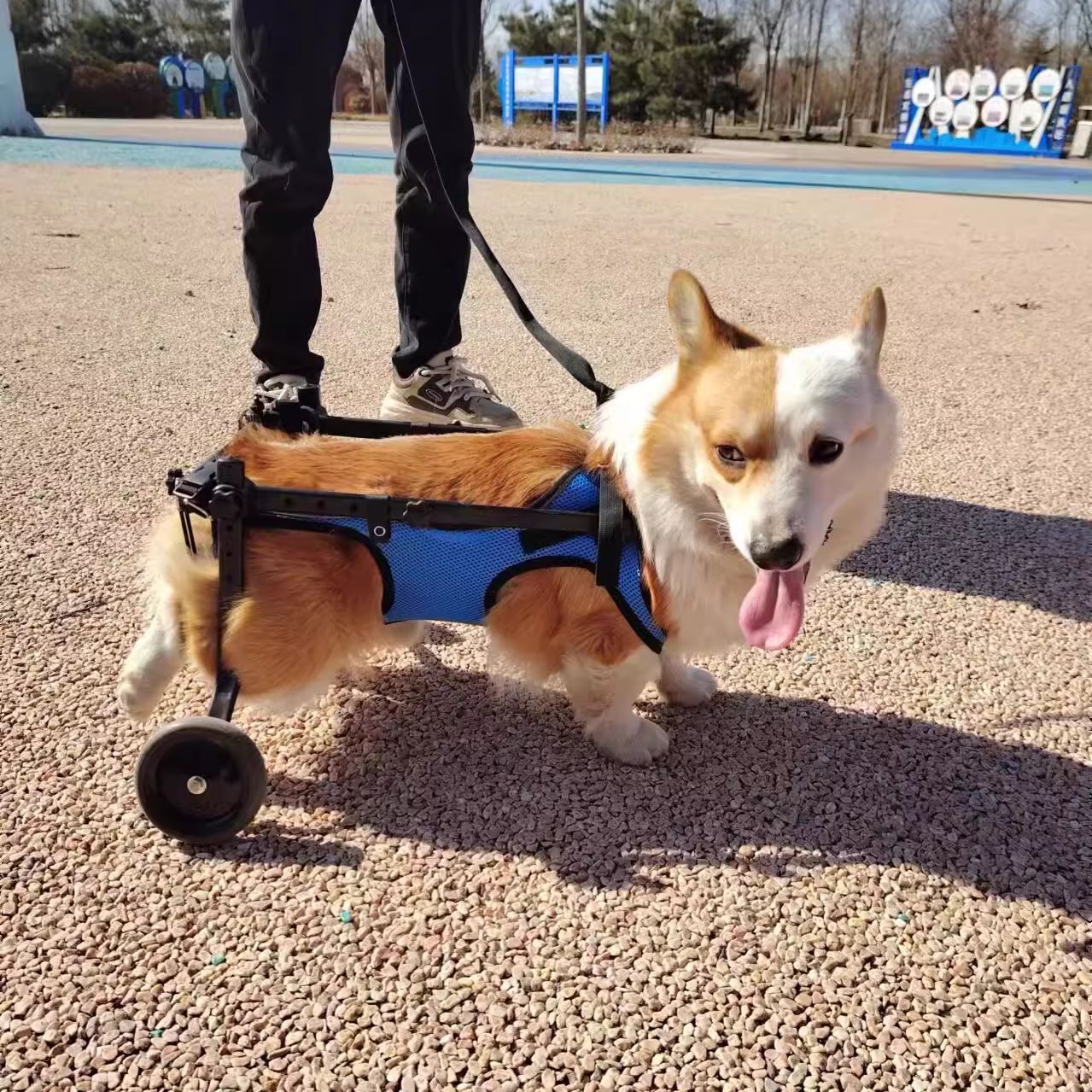 Silla de ruedas para perros, patineta para mascotas, patina trasera para perros discapacitados, gato auxiliar, soporte para perros pequeños y grandes, Teddy