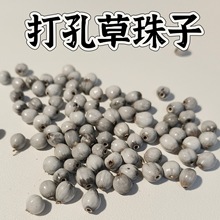 ޲�Ӳ�����Ұ޲������ɢ����ʮ���������ִ���朰������