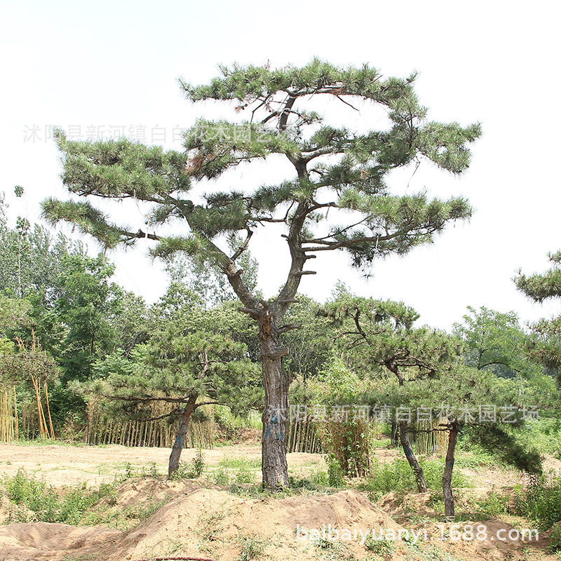 批发造型黑松树-价格-图片-产地报价表-参考报价-造型黑松树基地