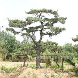 批发造型黑松树-价格-图片-产地报价表-参考报价-造型黑松树基地