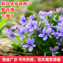 紫花地丁种子中药材地被矮生花种籽四季种植盆栽药用苦地丁种孑