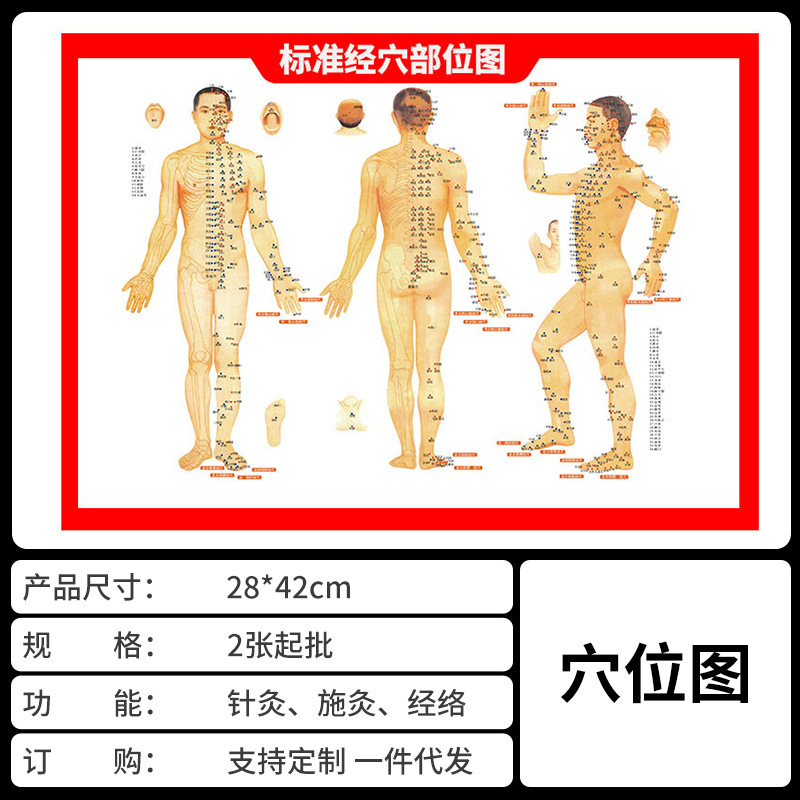 卸売り穴位図標準人体灸図経絡施灸高清両面カラー鍼灸図南陽現物|undefined