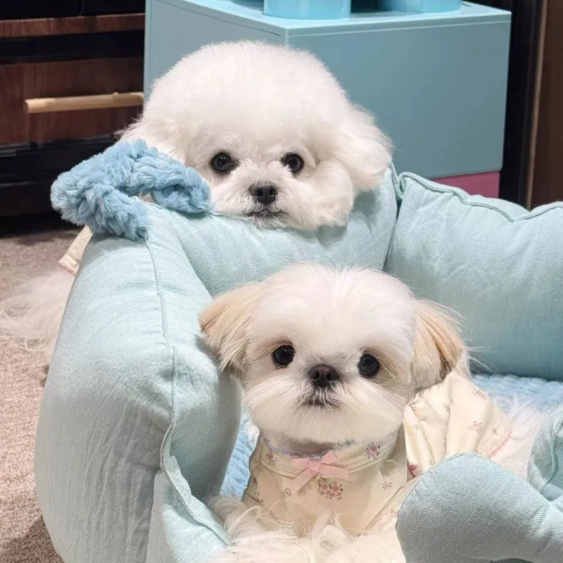 Primavera y verano dulces y lindos chalecos de flores, ropa para el hogar, perros, gatos, ropa para perros pequeños.
