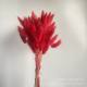 Dried flower bouquet rabbit tail grass home decoration dried color dog tail grass Yunnan dried flower wholesale white rabbit tail grass