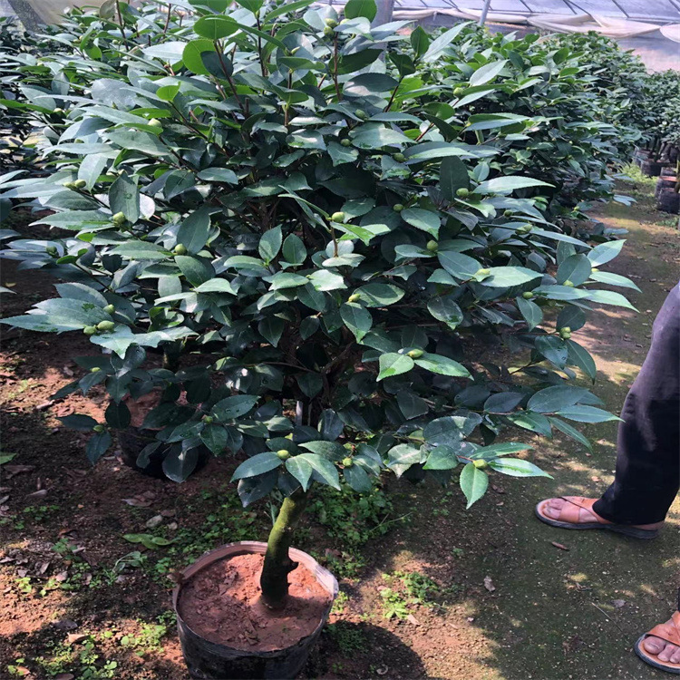 福建花卉永福花卉种植基地批发十八学白牡丹东方亮香妃【茶花】