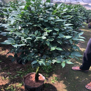 Fujian Flower Yongfu Base Base Оптом восемнадцать обучения белой пиони -восточно -восточной Liang Xiangfei [Camellia]