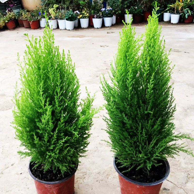 Маленькая рождественская елка в горшке с ароматом сосны, золотистый кипарис с ароматом, отпугивающий комаров, морозостойкое и солнцезащитное зеленое растение в горшке, саженцы леденцовой сосны