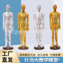 52 62CM����������w�~ģѨλ���jģ��ᘾ�Ѩλ�̌Wģ�����wģ��
