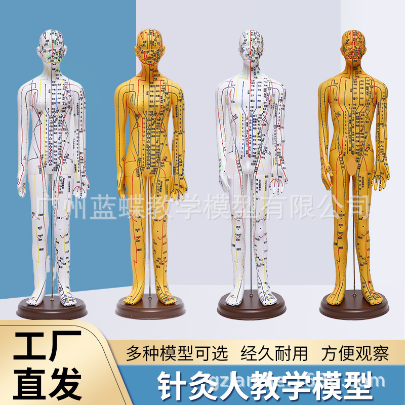 52 62CM�����������ͭģѨλ����ģ�����Ѩλ��ѧģ������ģ��