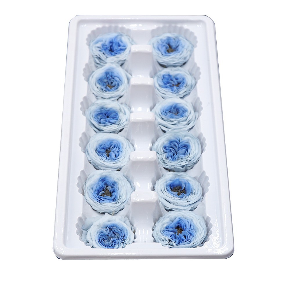 Flor eterna/Flor de chocolate/Austin dos colores/3-4CM Austin Rose/grande favorablemente