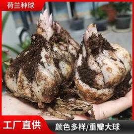 种子;草种子;草坪