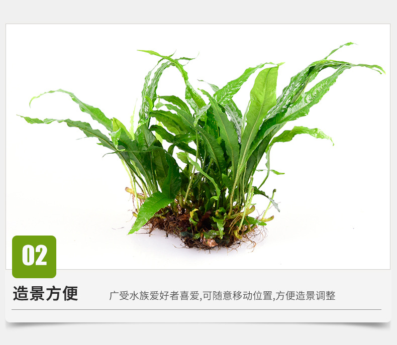 Zhifeng details page new 2_08