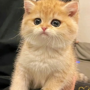 Golden Gradient Cat, Blue Gold Gradient, Silver Gradient, Big Round Face, Gold and Silver Gradient Short-Legged Pet Kitten