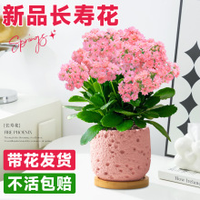 ��Ʒ�L�ۻ������ذ�󻨻��玧�����ļ��_���ܾGֲϡ��Ʒ�N��ȫ