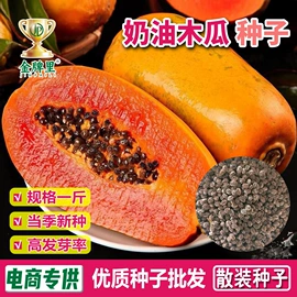 蔬菜种子
