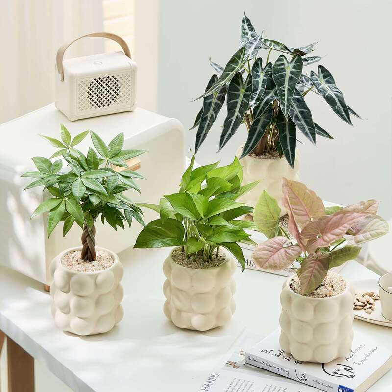 Cream-Colored Nordic Plant Home Decor Desktop Ornaments, Trendy Indoor Green Plants, Easy to Care For, Freshens the Air, Purifies the Air