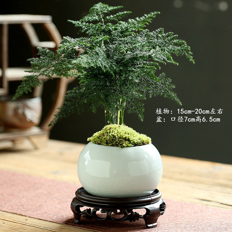 Ge Yao 화이트 + 트레이 + 아스파라거스 심기